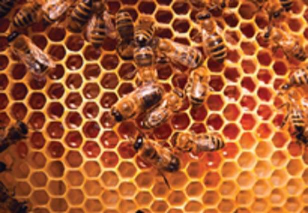Honey Bee Soft Finish